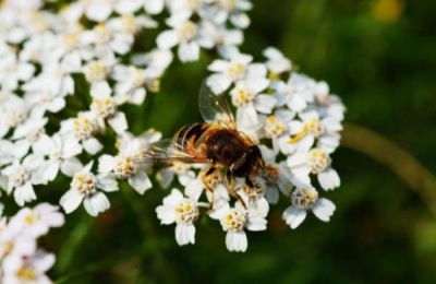 中华蜜蜂(中蜂)的养殖技术