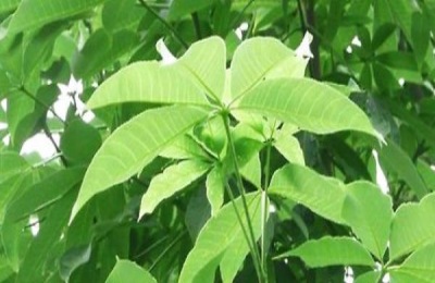 七叶树栽培技术