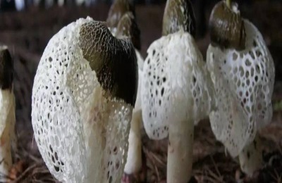 竹荪怎样种植