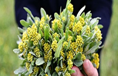 清明菜是什么菜