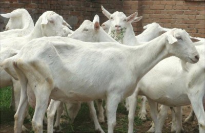 牛奶用山羊的养殖方法有哪些