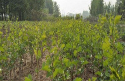 银中杨育苗繁殖技术要点