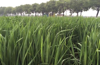 一株水竹苗多少钱？种植前景如何