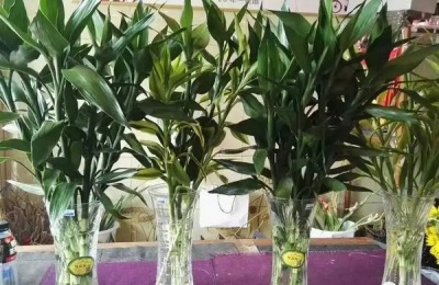 花卉步步高的养殖方法,步步高花的寓意是什么