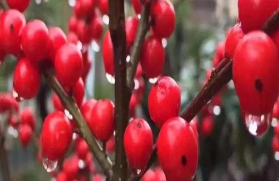 北美冬青好养吗