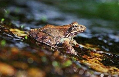 盘点黑龙江土特产