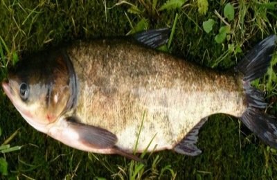 花鲢鱼是胖头鱼吗