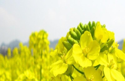 油菜花蜜和百花蜜哪个好