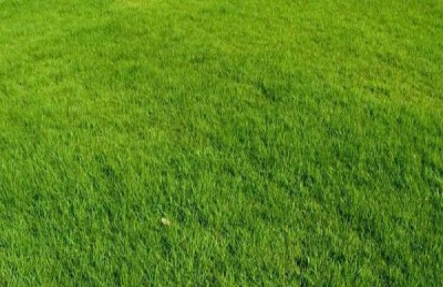 甲草胺和乙草胺的区别