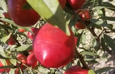 中油4号油桃品种介绍