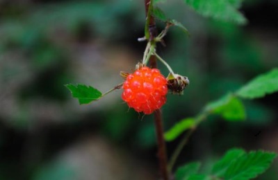 什么品种的树莓苗好？有哪些育苗方法