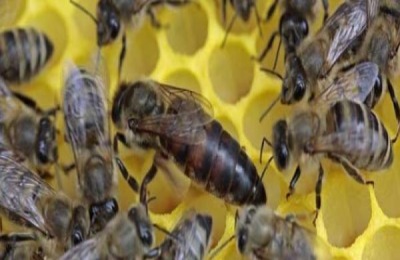 蜂王死了蜂群怎么办
