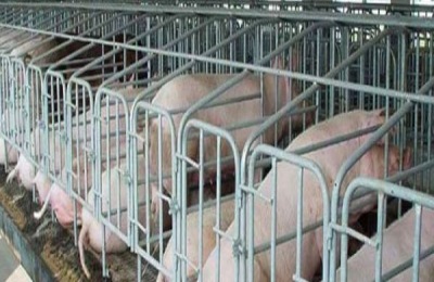 养猪的利润和成本