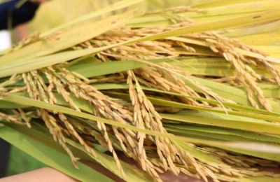 绿达181水稻品种介绍