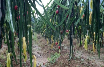 火龙果一斤多少钱？种火龙果能赚多少钱