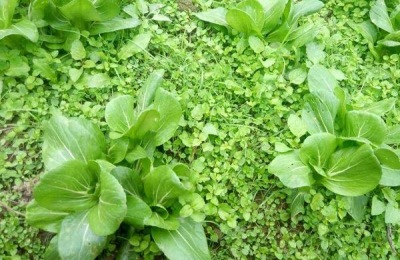 叶面施肥可以弥补根系养分吸收的不足，有什么好处