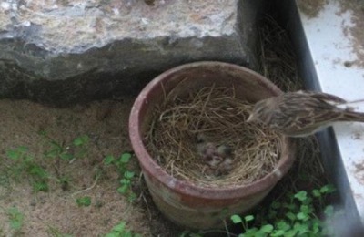 鱿鱼市场价格是多少?鱿鱼养殖前景如何?(附鱿鱼养殖技术)