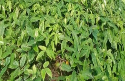 三叶青一斤多少钱?三叶青的种植前景如何