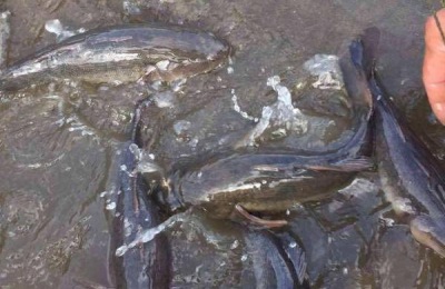 竹笋壳鱼的产地在哪里？竹笋壳鱼养殖前景分析