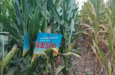 中科505和中科玉505有区别吗,中科玉505品种介绍