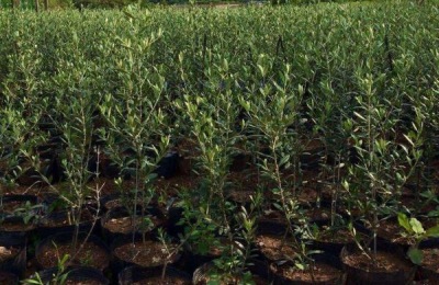 橄榄有哪些主要品种