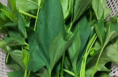 红薯叶农村人拿来喂猪都嫌麻烦