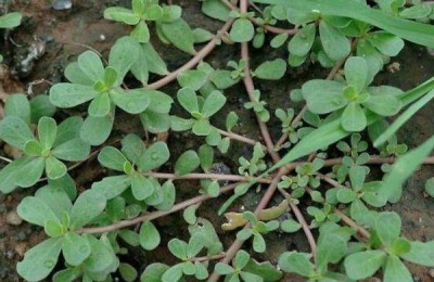 马齿菜种植技术