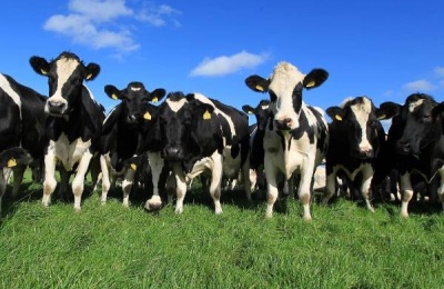 今天全国活羊价格如何？养羊利润分析