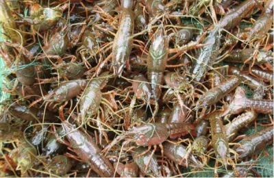 养龙虾有什么好处