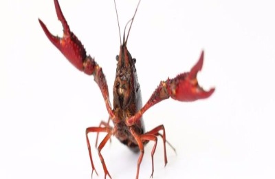 养小龙虾利润如何？真的赚钱吗