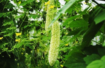 什么最赚钱？这些品种亩收入高，前景好