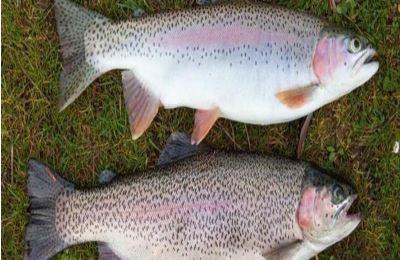 三文鱼的市场价格是多少？三文鱼养殖前景分析