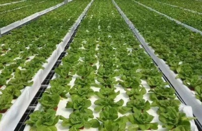 农村有哪些好的投资项目？投资项目大全