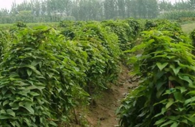 山药后期管理方法,立冬前要开始采收