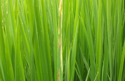 建造养殖大棚要多少钱？养殖大棚的性能体现在哪里