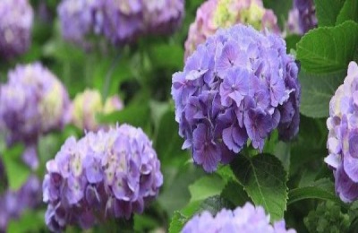 绣球花价格多少钱一盆盆栽怎么养比较好