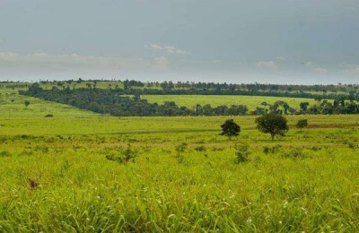养牛麻烦还是养羊麻烦?哪个更有养殖前景