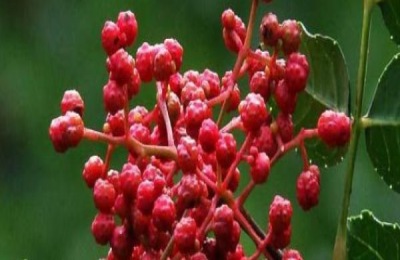 种植花椒的品种有哪些？不同花椒苗的价格是多少