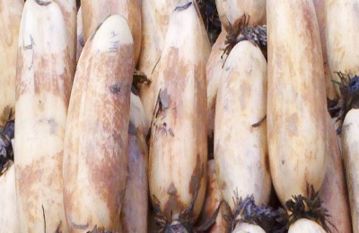 有哪些品种的高产莲藕