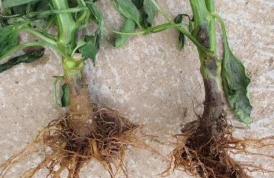灯笼椒种植技术与管理,如何防治病虫害