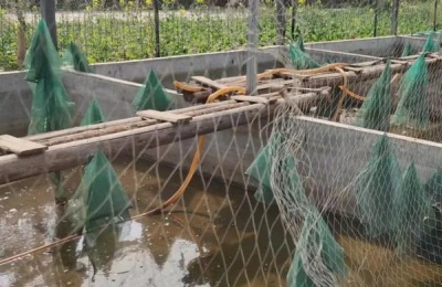 水鱼养殖方法与技术,水鱼是甲鱼吗