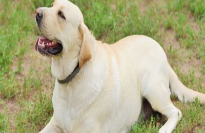 拉布拉多犬怎么看纯不纯