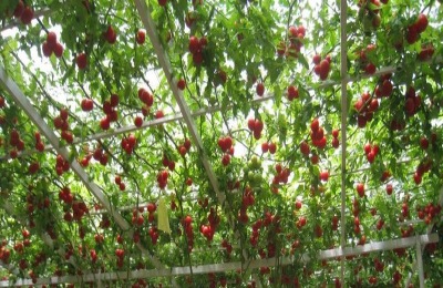 树番茄一斤多少钱？树番茄种植前景分析(附树番茄种植方法)