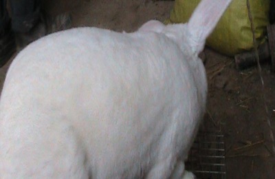 獭兔养殖技术有哪些