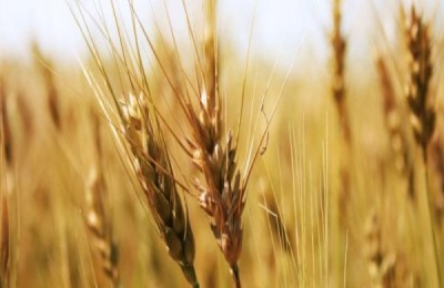 郑麦1860品种介绍