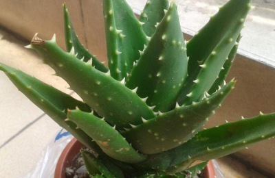 什么花去除甲醛效果最好