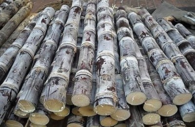 一株黑皮甘蔗苗多少钱？种植前景如何