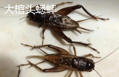 蟋蟀种类,油蛉与蟋蟀的区别