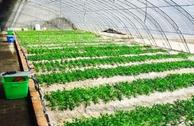 茄子苗多少钱？茄子种植前景分析