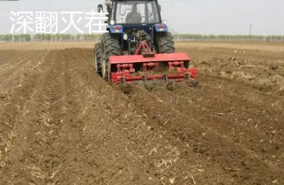 小麦细菌性叶枯病防治,附发病原因